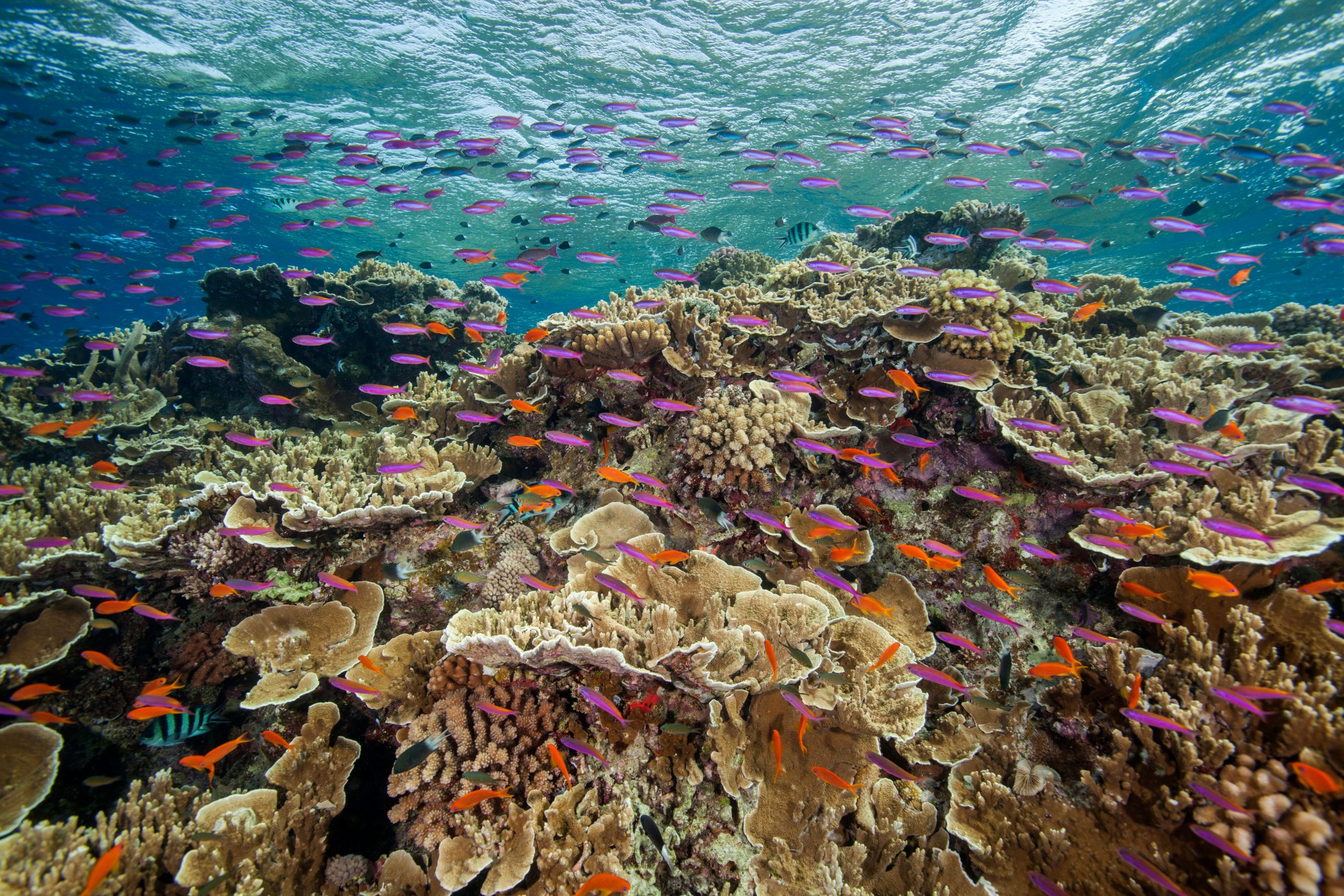 Australia’s Great Barrier Reef threatened by severe marine heatwaves: Report