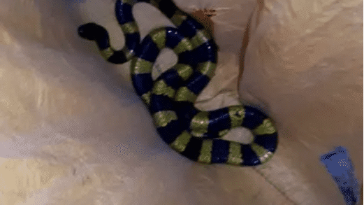 Watch | Forest guard rescues venomous snake in Bihar