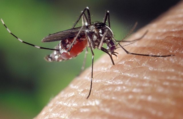 All about Zika Virus: Symptoms, prevention, and more