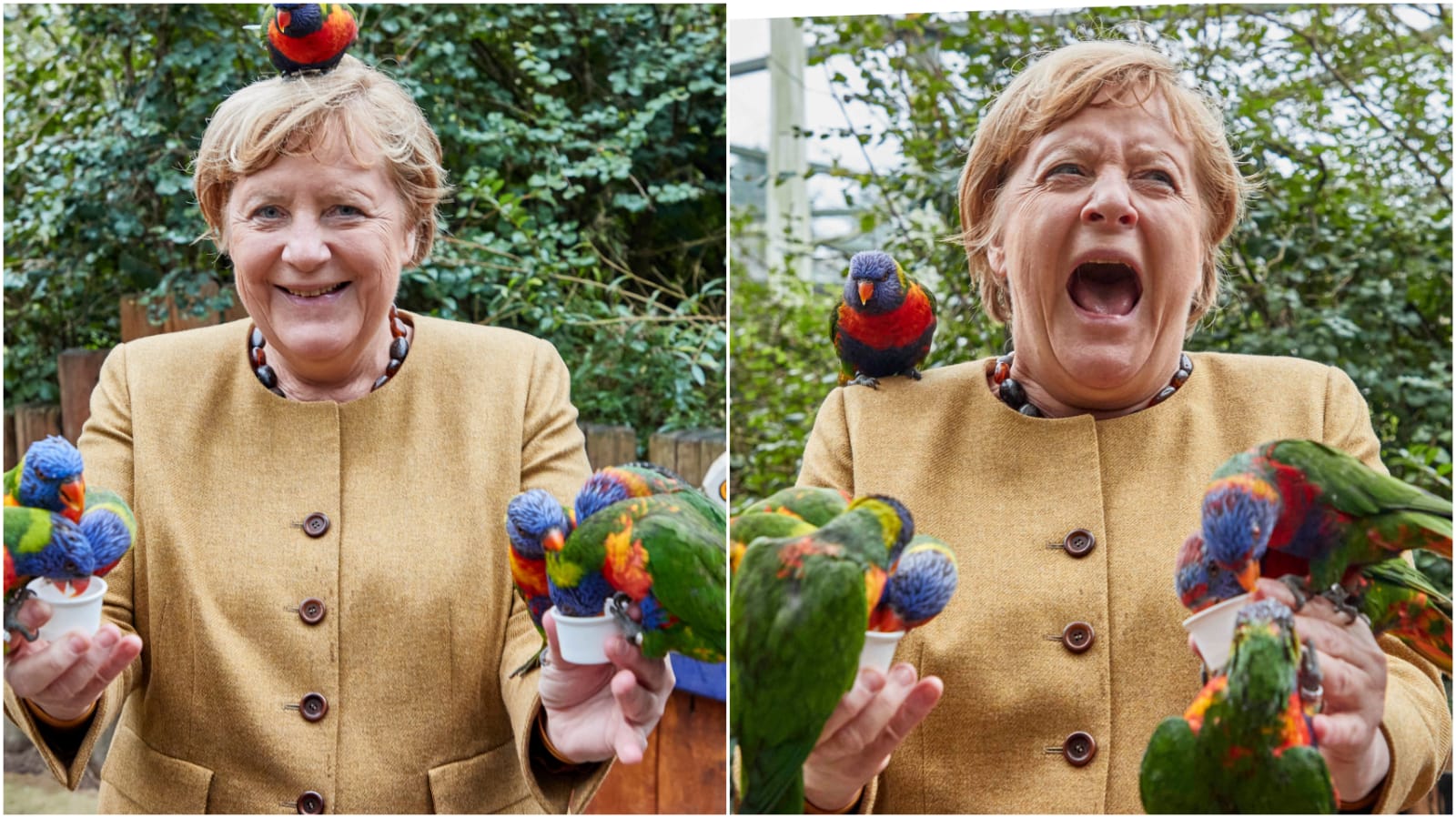 Bird-attack! Angela Merkel pecked at by parrots on park trip
