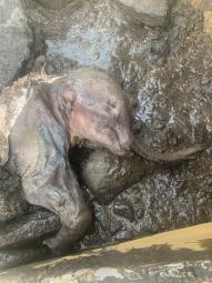 Mummified baby woolly mammoth found in Canada by gold miners