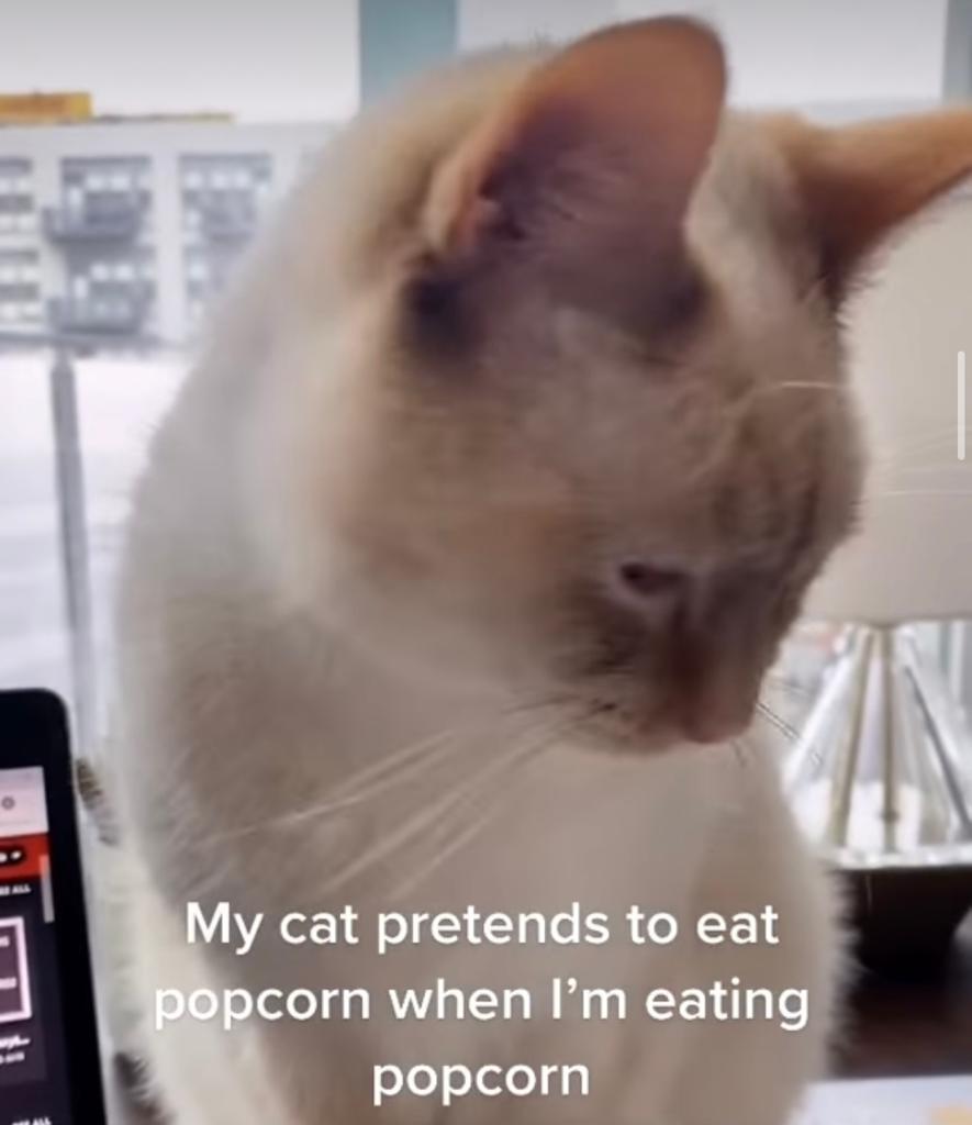 Watch| Funny cat pretends to eat popcorn in viral video
