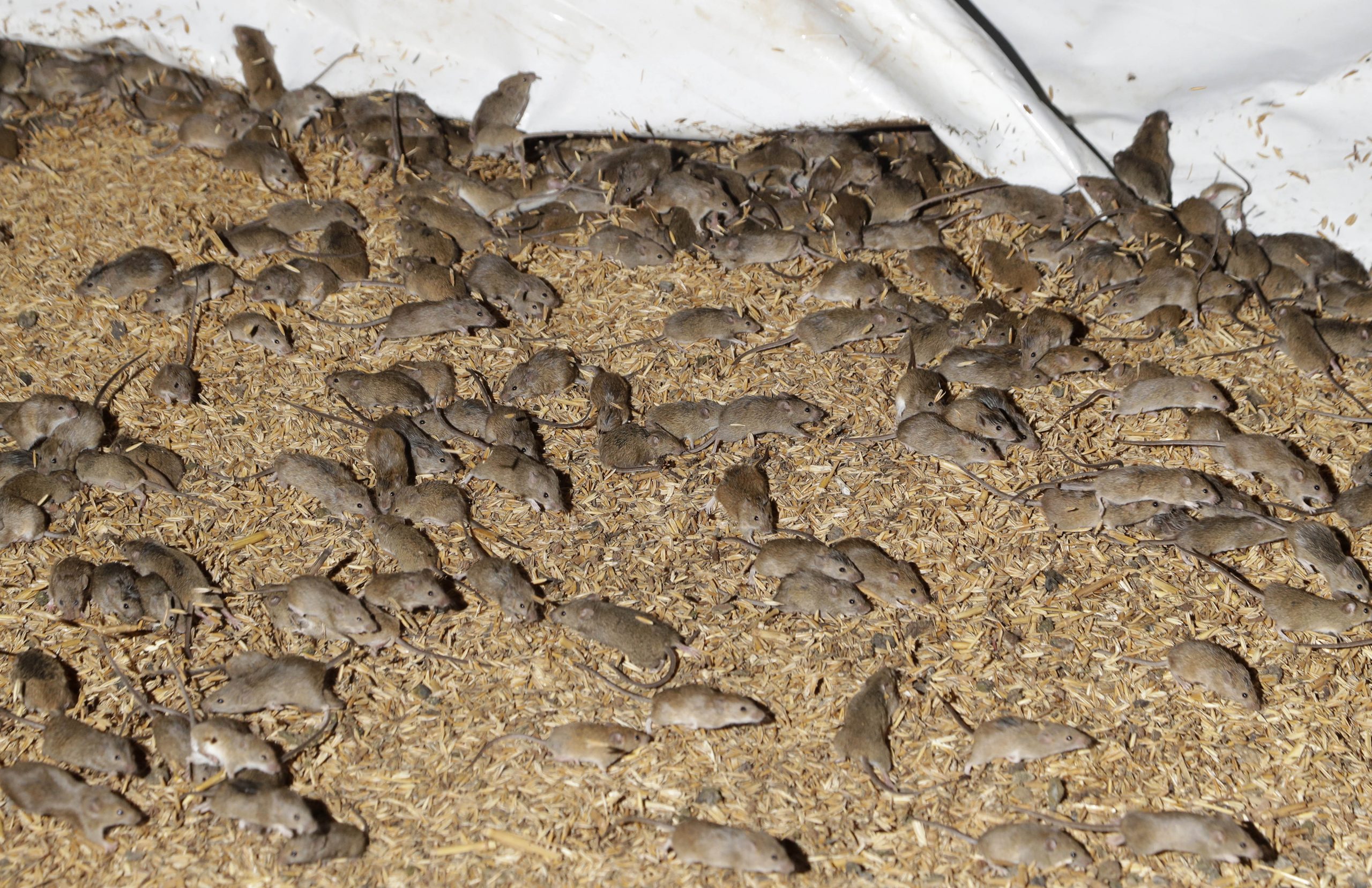 Mouse plague forces Australian prison evacuation
