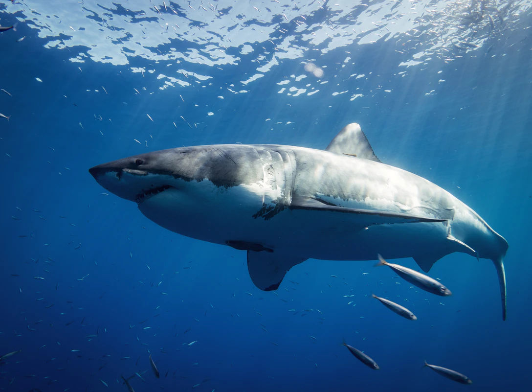 Shark kills swimmer in first fatal attack in Sydney since 1963