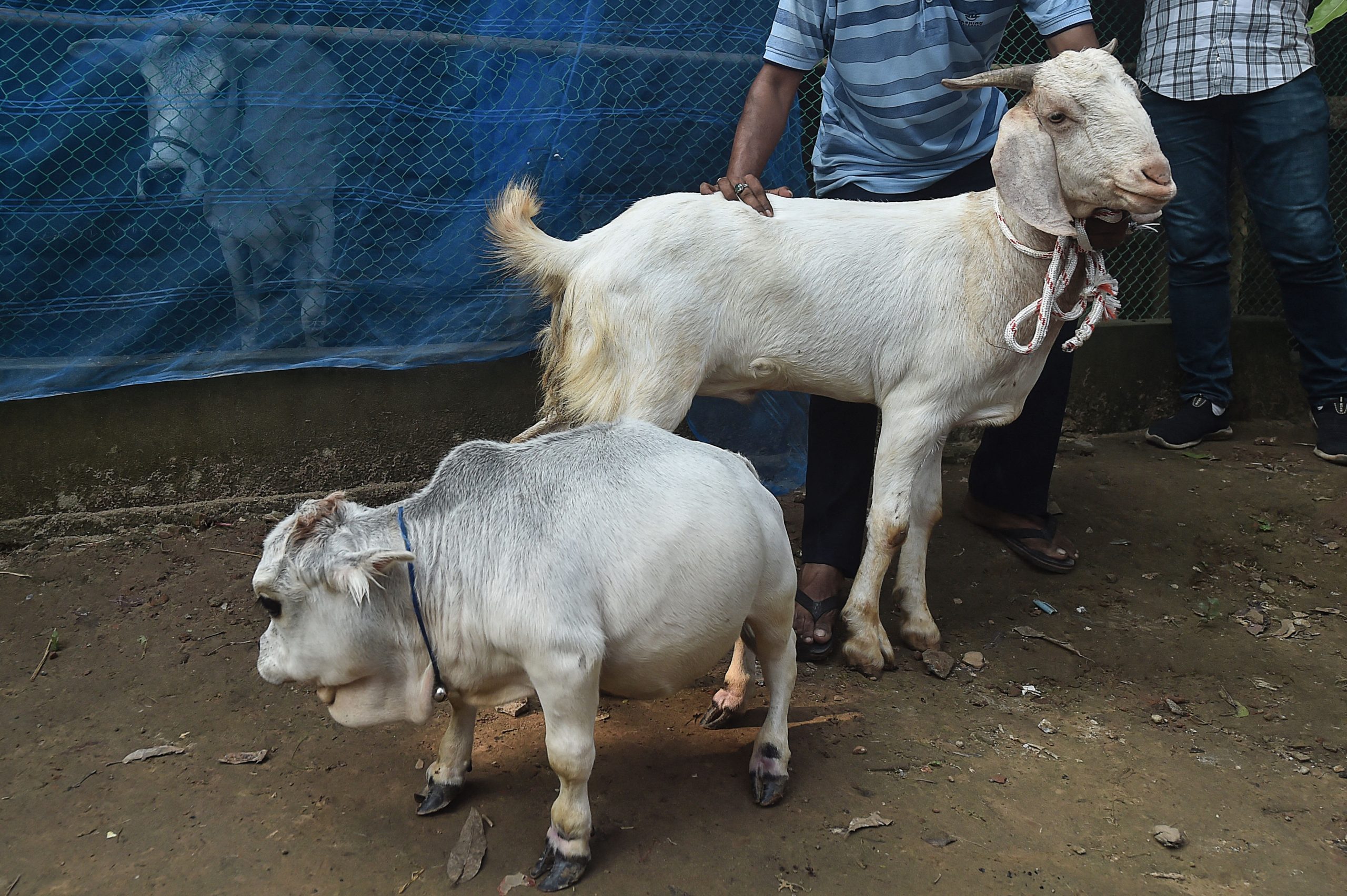 Bangladeshis defy COVID norms to see Rani, a dwarf cow