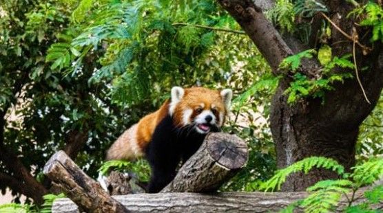 Amazon Quiz: In the ‘Kung Fu Panda’ series, which character was modeled on this animal?
