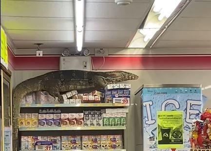 Giant lizard goes browsing in a Thailand store | Watch