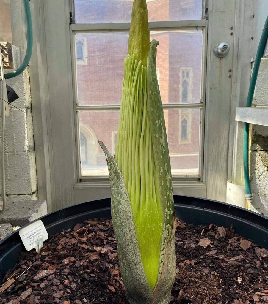 Rare ‘corpse flower’ blooms for the first time in 7 years, see photo
