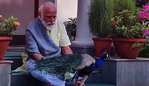 Watch: PM Modi shares video of him feeding peacocks at his Delhi residence