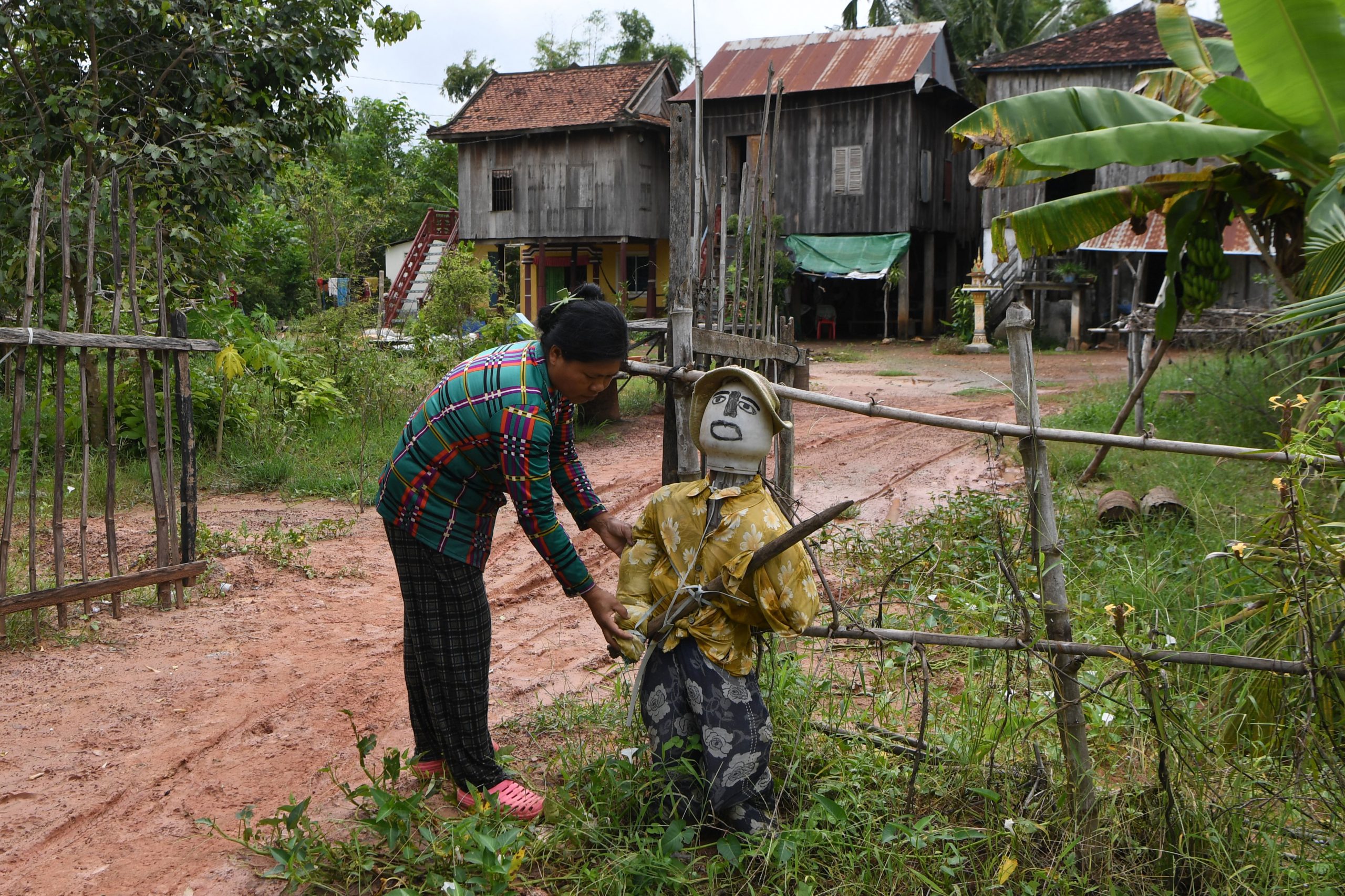 In Cambodia, farmers are installing scarecrows to ward off coronavirus
