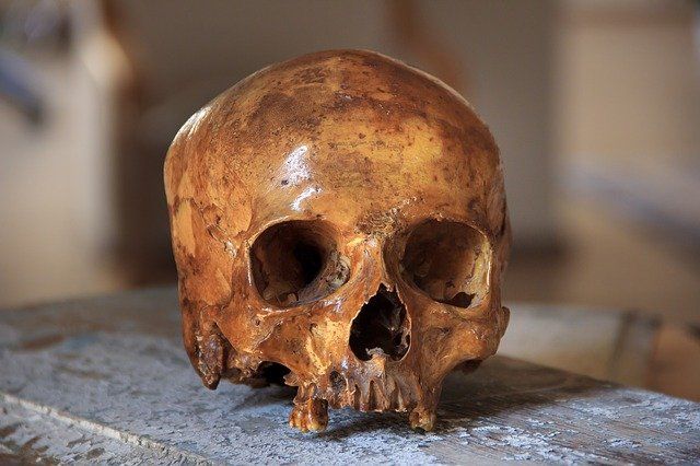 146,000-year-old huge skull raises doubts on human evolution