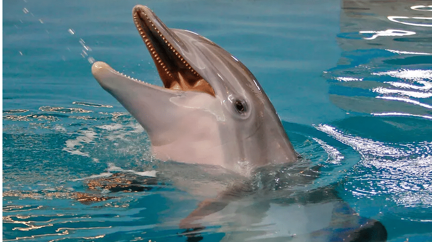 ‘Dolphin Tale’ star illness prompts Florida aquarium to close 1 day