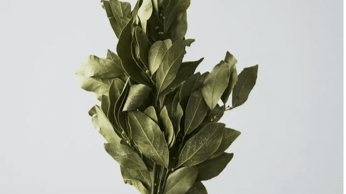 Include bay leaf in beauty care for smooth hair, clear skin