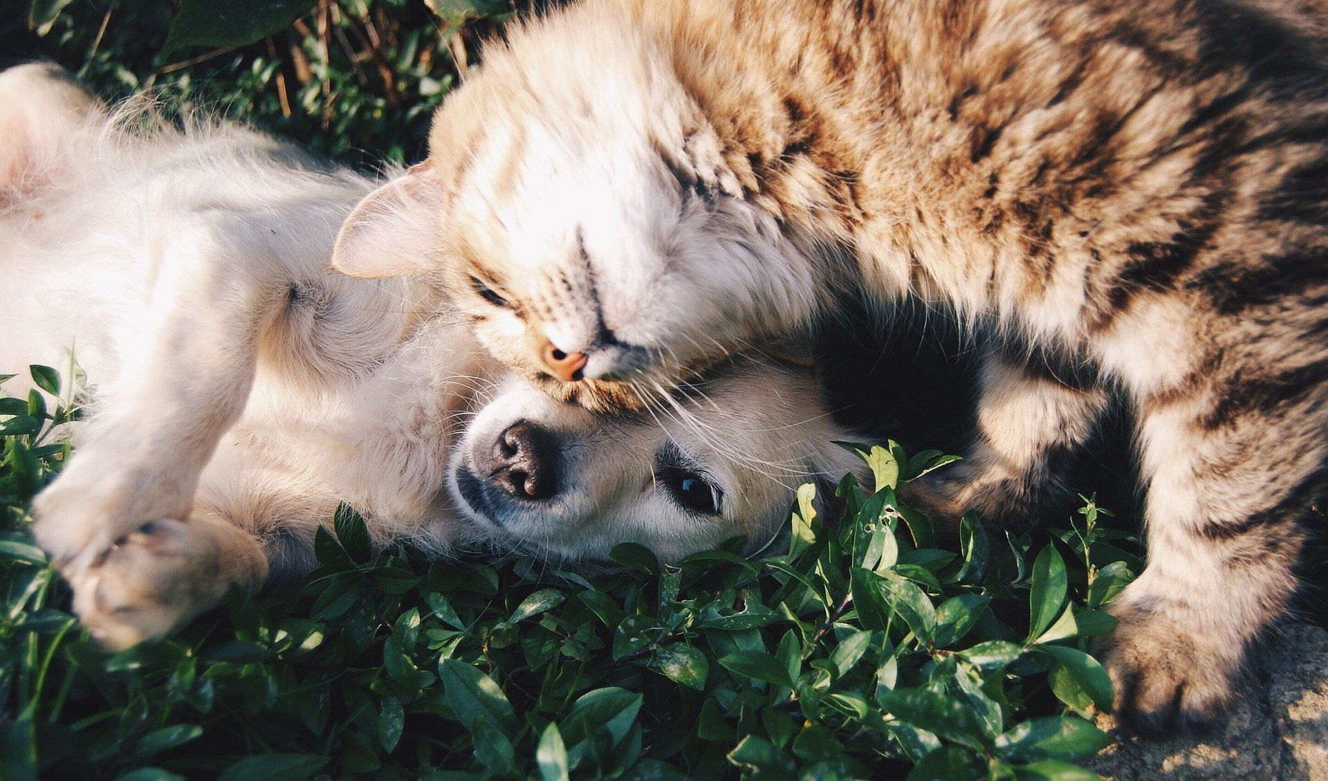 What is the history behind your pets’ most annoying habits?