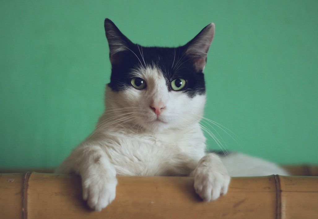 Watch: Ukraine cat cafe defies war as owners refuse to abandon pets