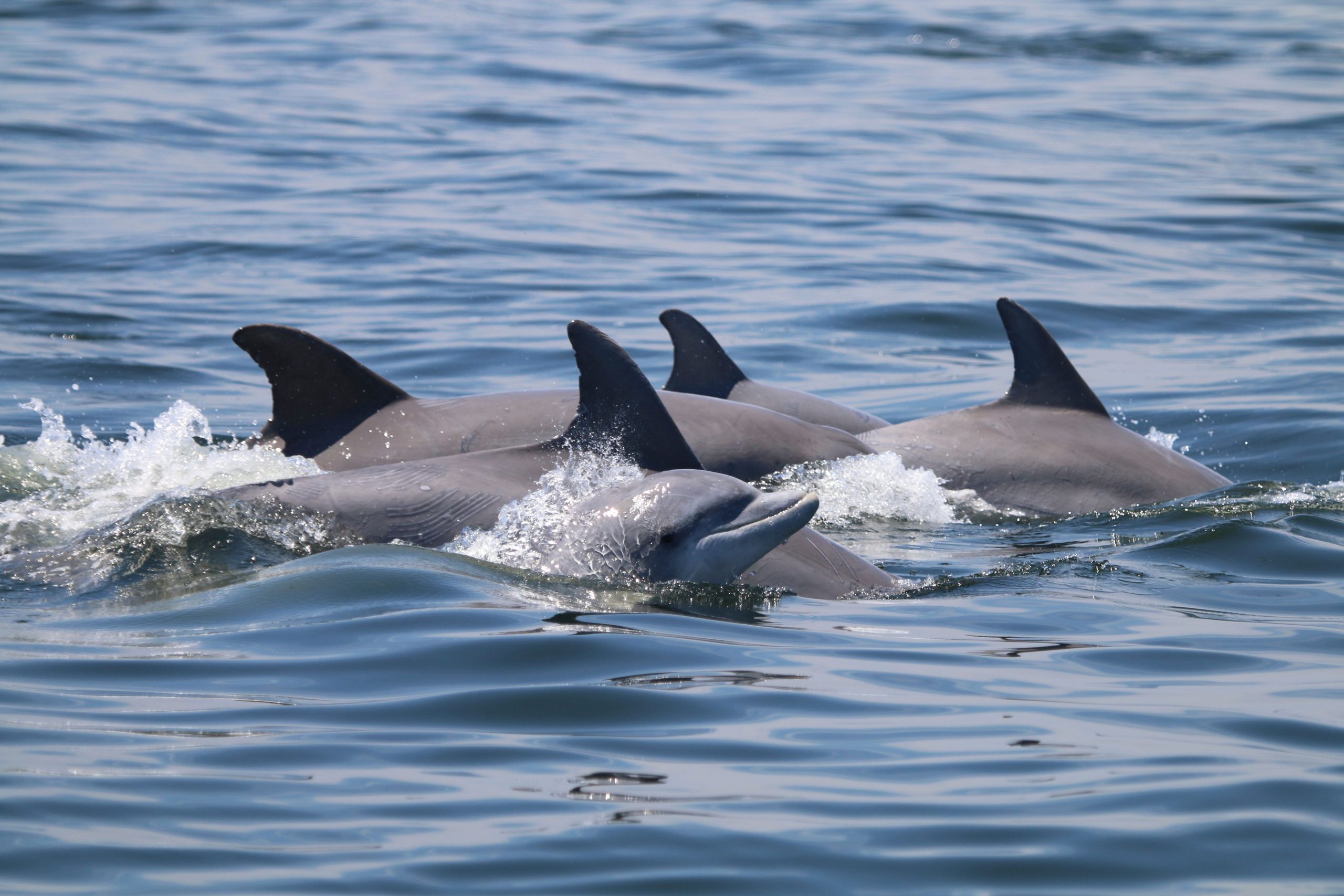 Scientists study virus spread in social animals Dolphins