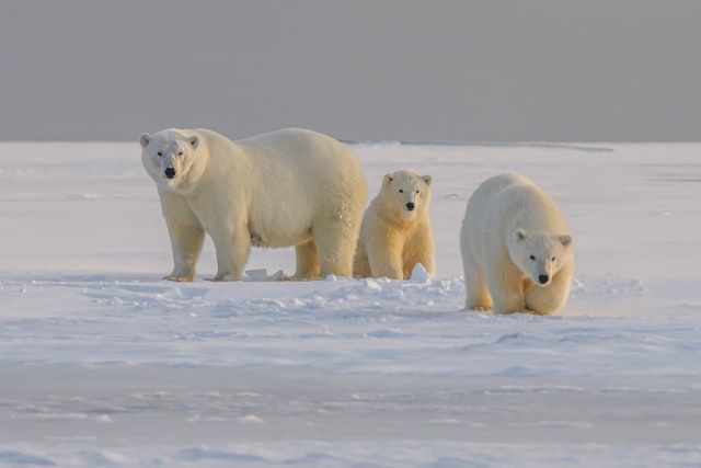 Polar bears forced to forage eggs as warming shrinks hunting grounds