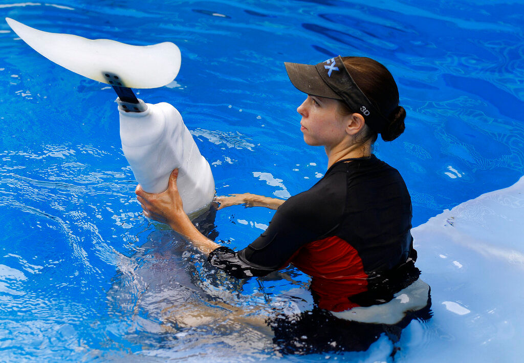 Beloved by fans ‘Dolphin Tale’ star Winter died of twisted intestine