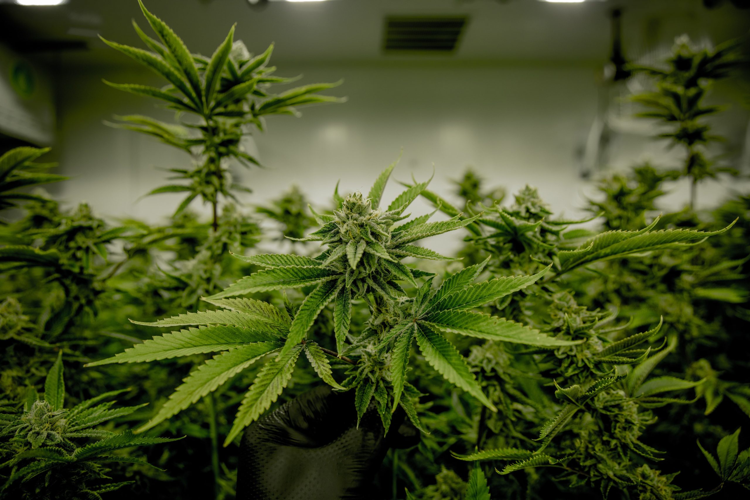 Democratic senators propose bill aiming to legalise marijuana in US