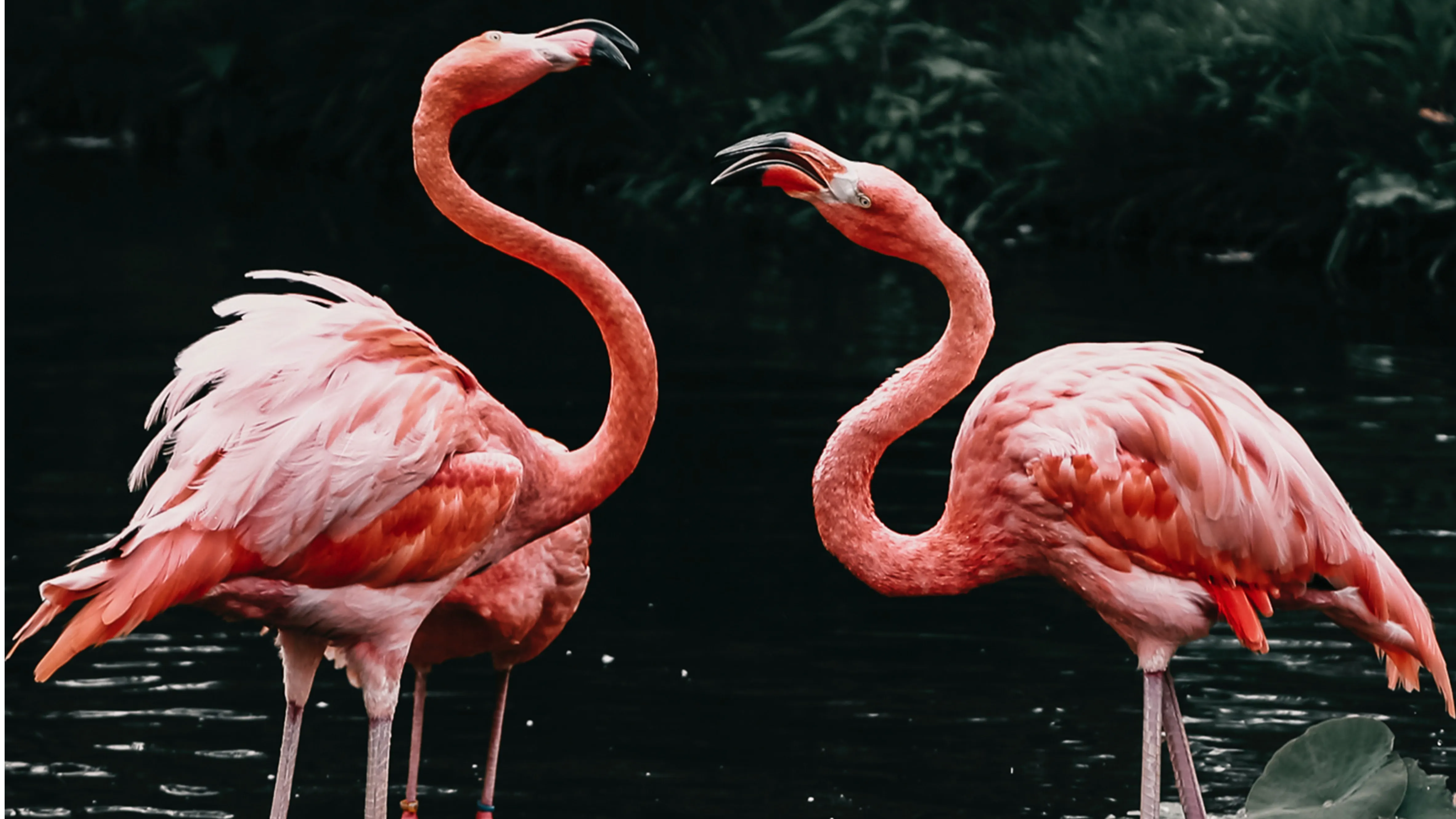 Australia brings back its last two flamingos to life, courtesy of taxidermy