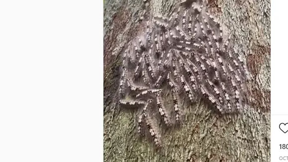 Viral: Caterpillars form scary defence mechanism to protect themselves from predators