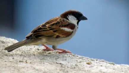 World Sparrow Day: What you can do to protect bird