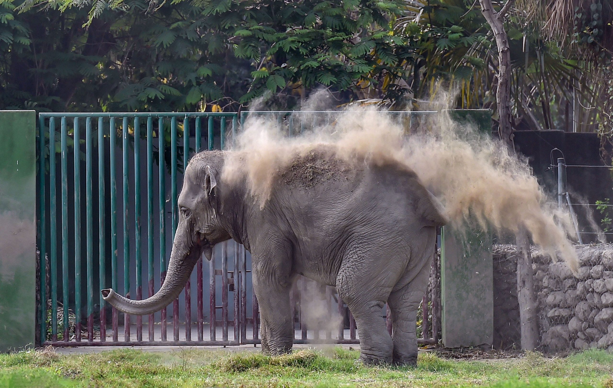 Elephant charges at man who trespassed into its enclosure with toddler