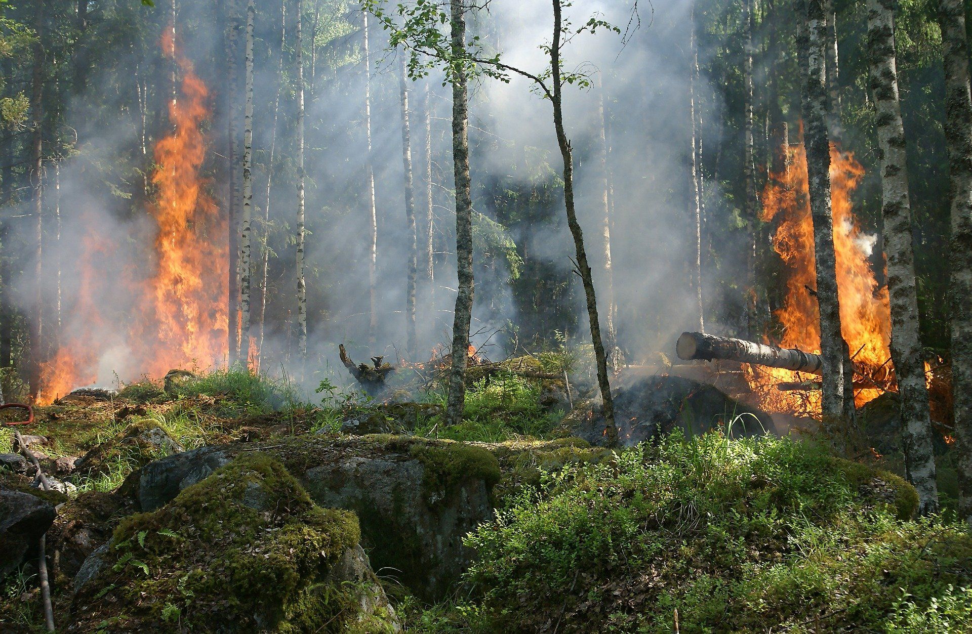 Barbecue during wildfire season costs Russian governor 3,000 rubles