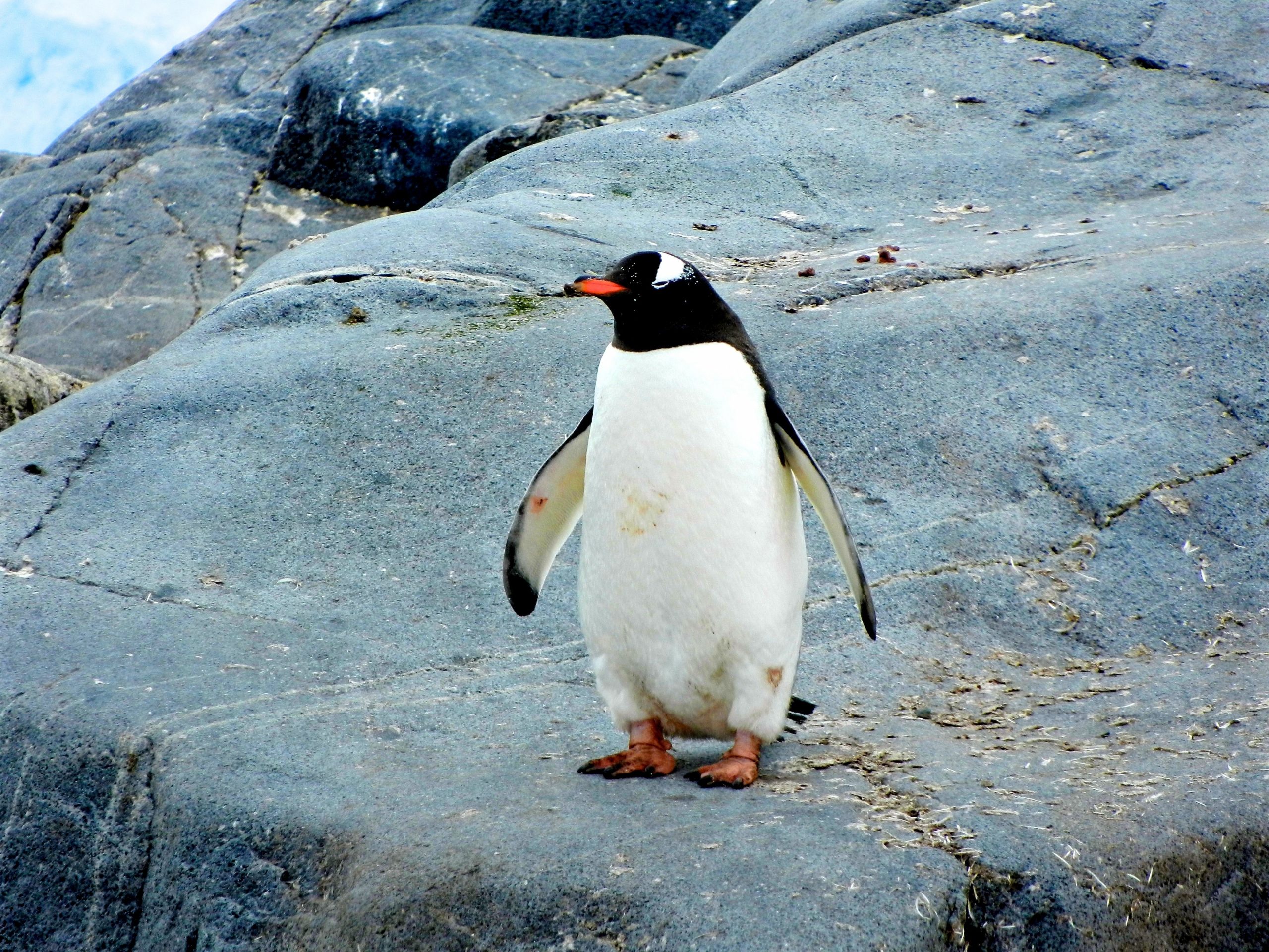Adelie Antarctic penguin, Pingu, accidentally travels 3,000km to New Zealand