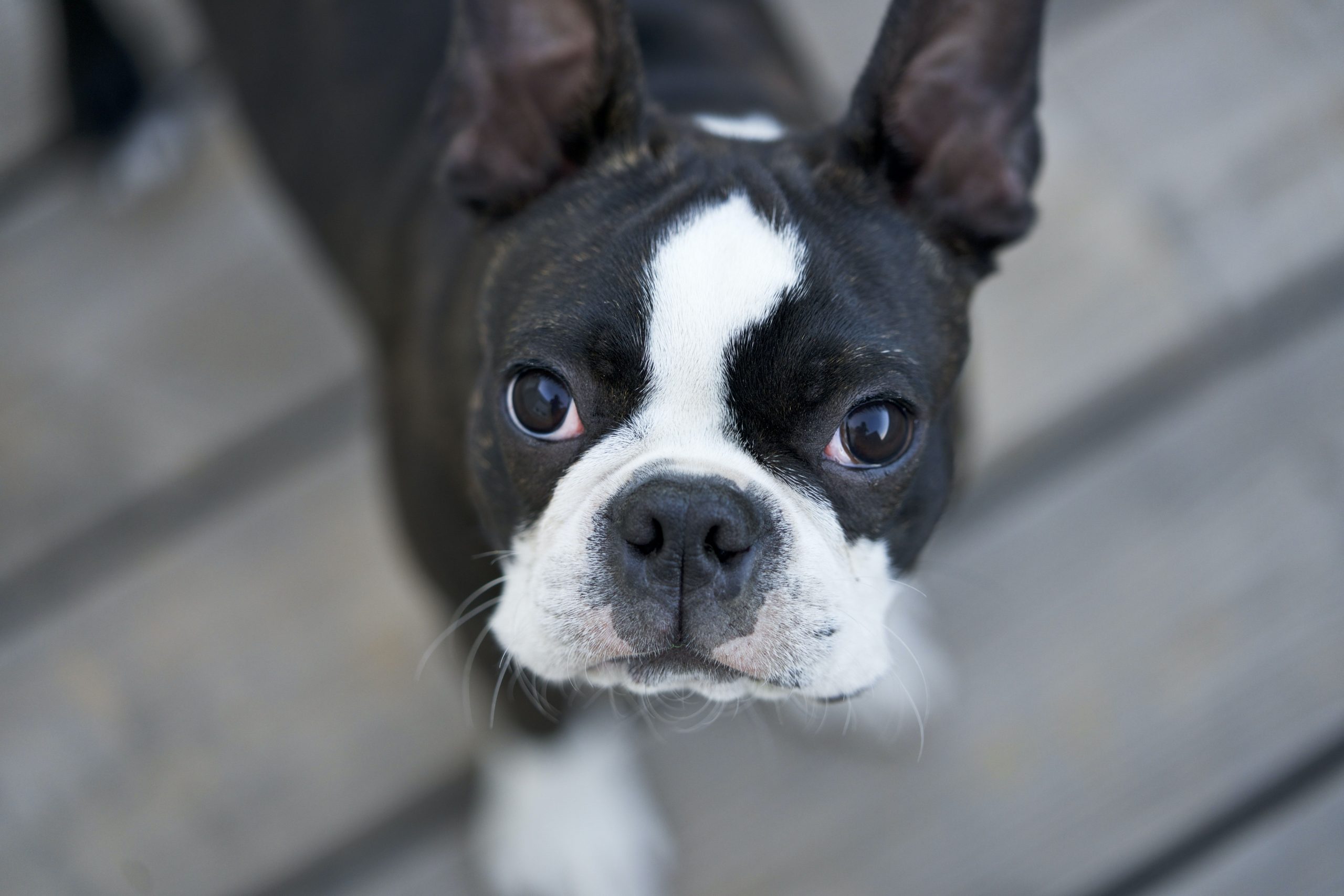 French bulldogs: The new, popular target for thieves in the US