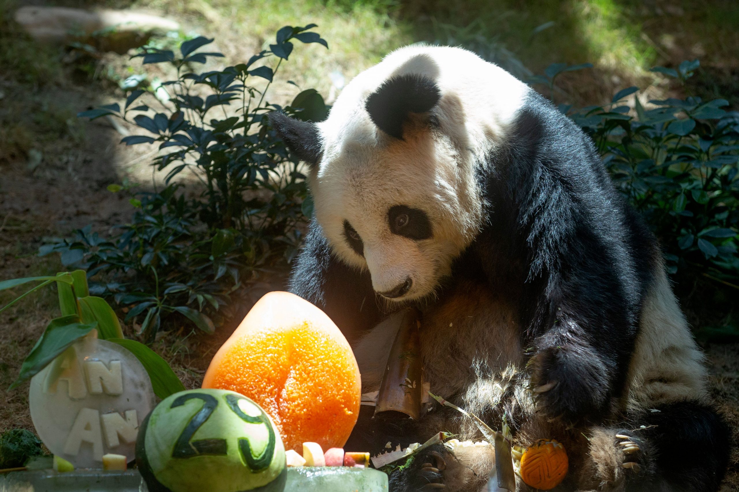 An An, world’s oldest male giant panda dies at age 35 in Hong Kong