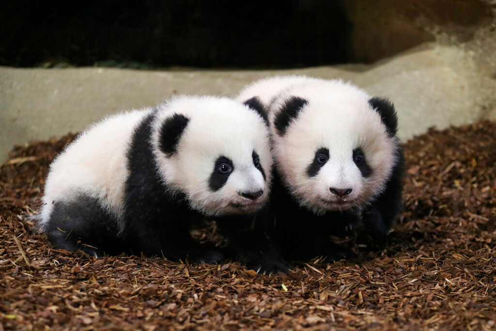 Twin giant panda cubs in French zoo take 1st steps in public