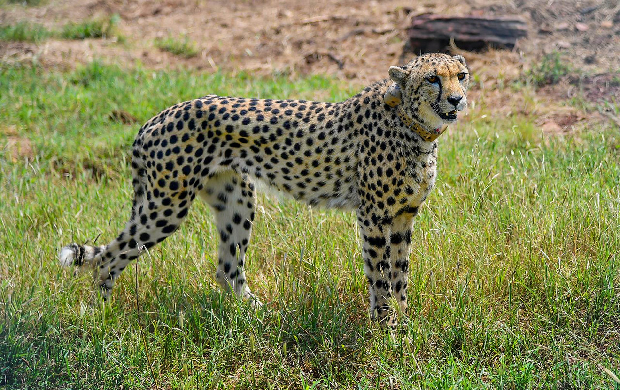 Cheetahs at Kuno National Park: Villagers fear land acquisition, human-animal conflict