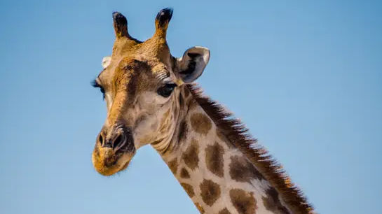 Watch: Woman feeds a giraffe from her hotel balcony in Kenya, viral video