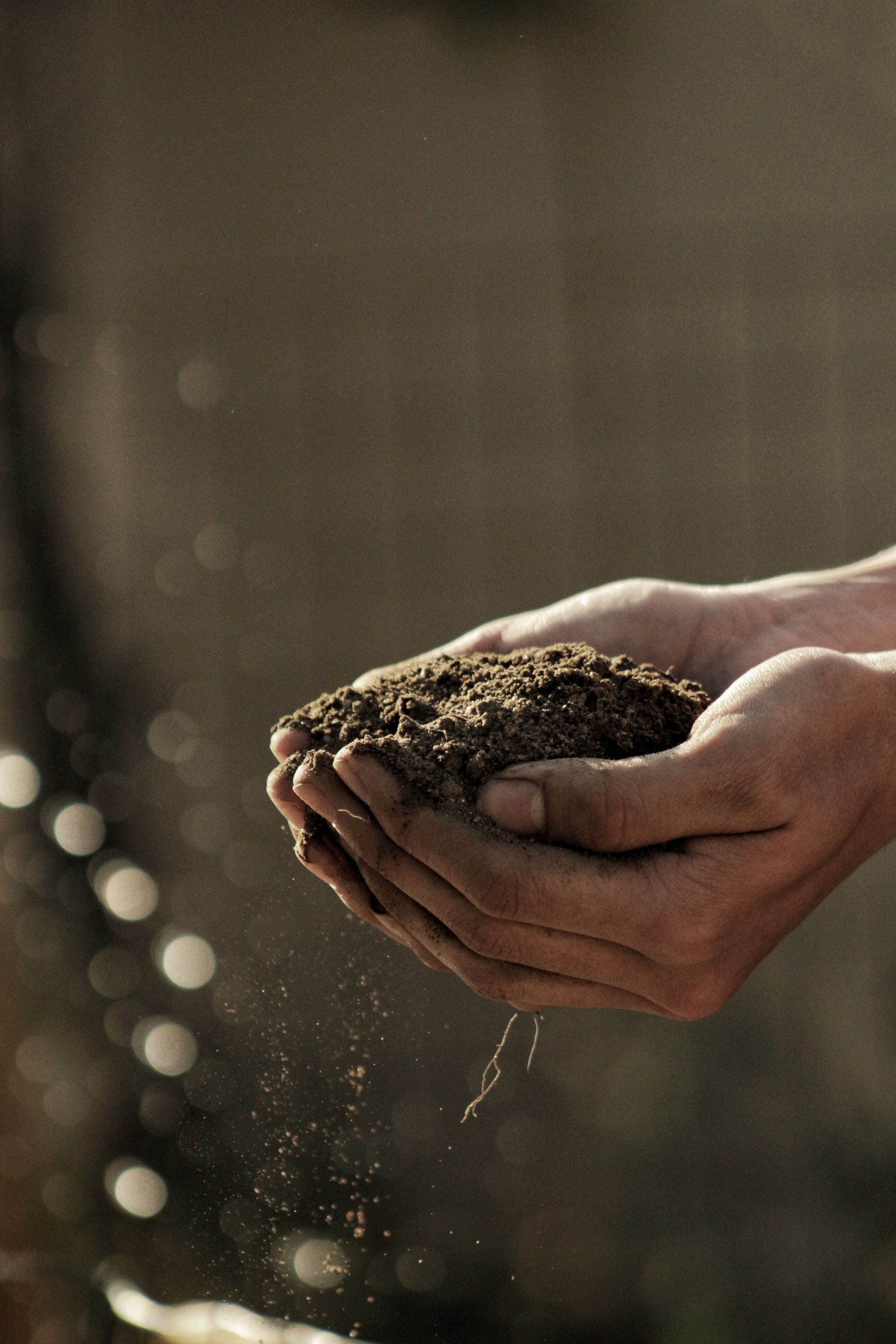 World Soil Day 2021: Check theme and significance of this day