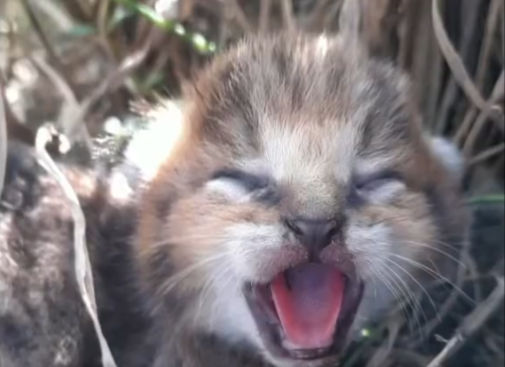 Indian Forest Service rescues 5 jungle cats | Watch