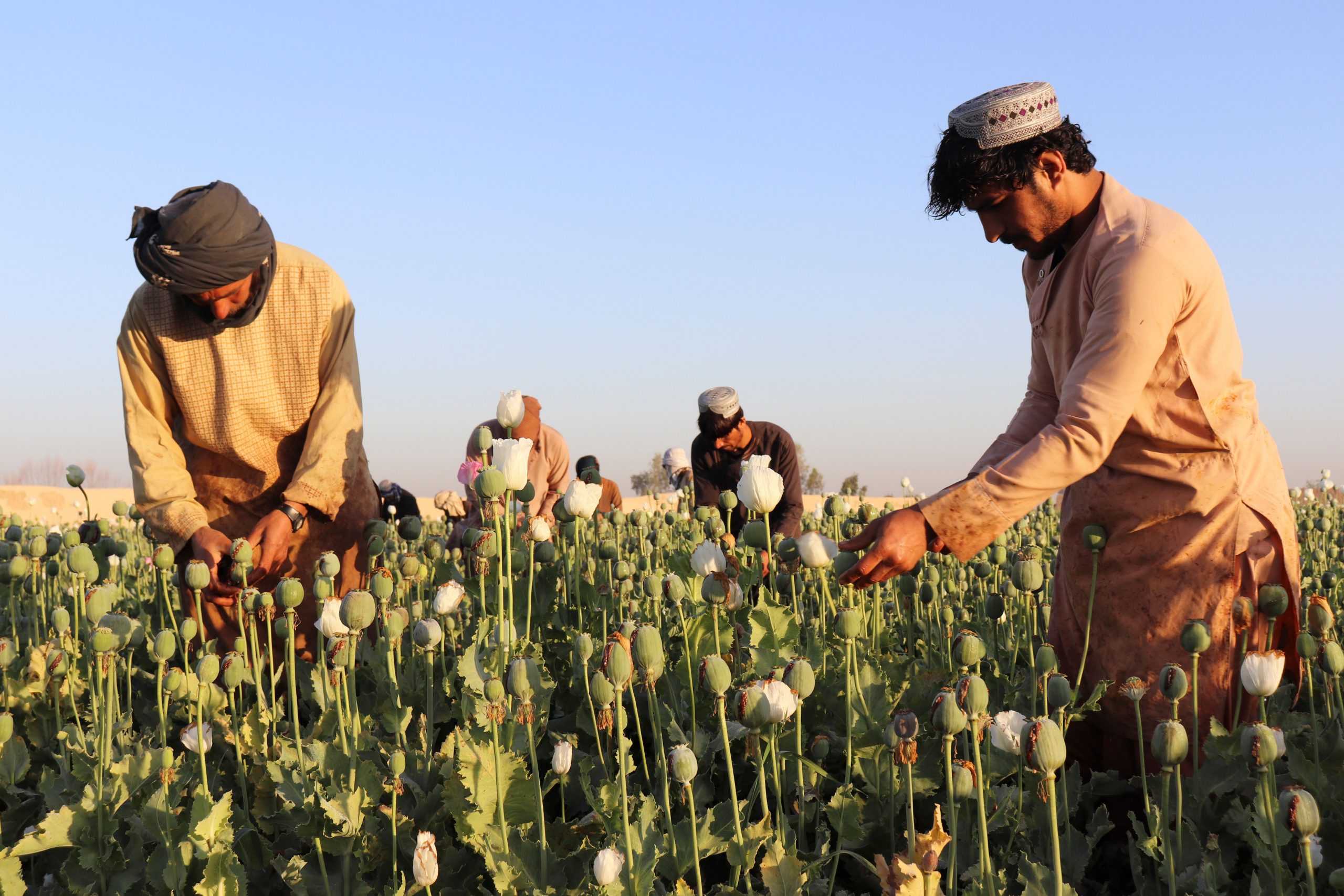 Taliban bans poppy harvest, the fuel to Afghanistan’s economy