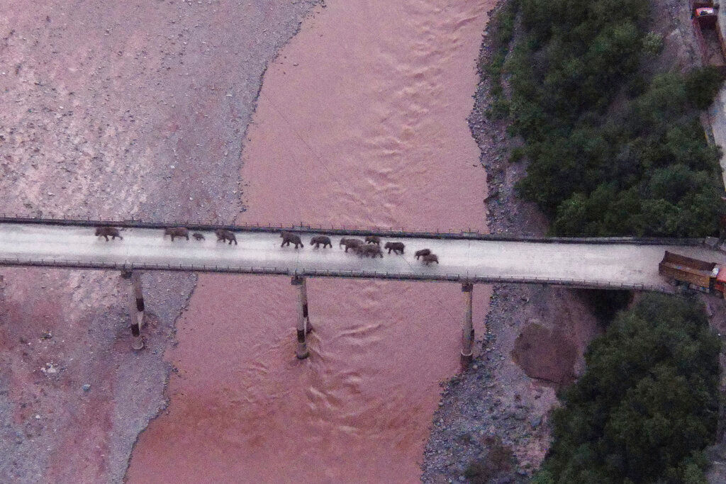 Herd of elephants wandering in China may finally be on their way home