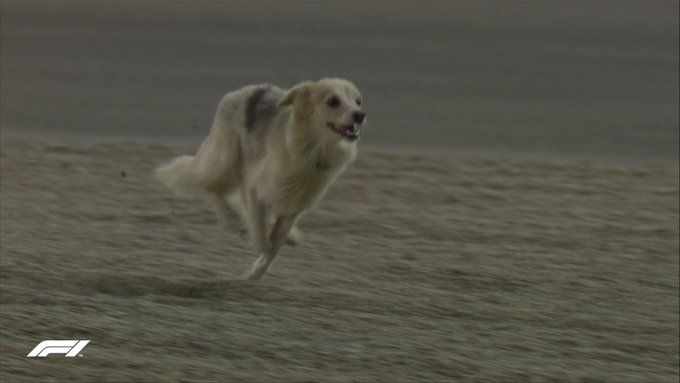 Watch | Bahrain GP briefly ‘paws-ed’ after uninvited guest runs on track