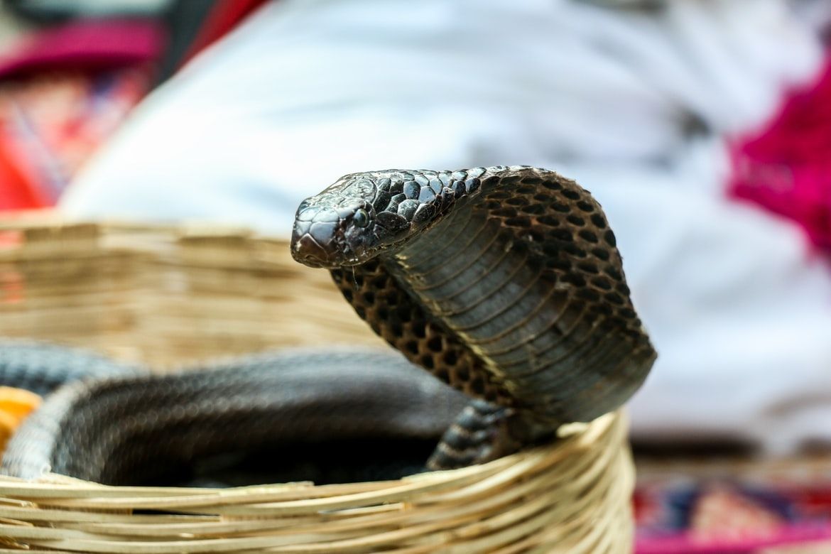 Cobra bite leaves India’s famous snake catcher Vava Suresh in critical state