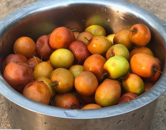 Adding jujube in your diet has many benefits. Rujuta Diwekar shares how
