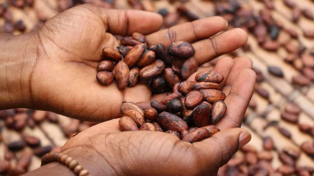 World’s biggest chocolate manufacturers sued over child slavery accusations