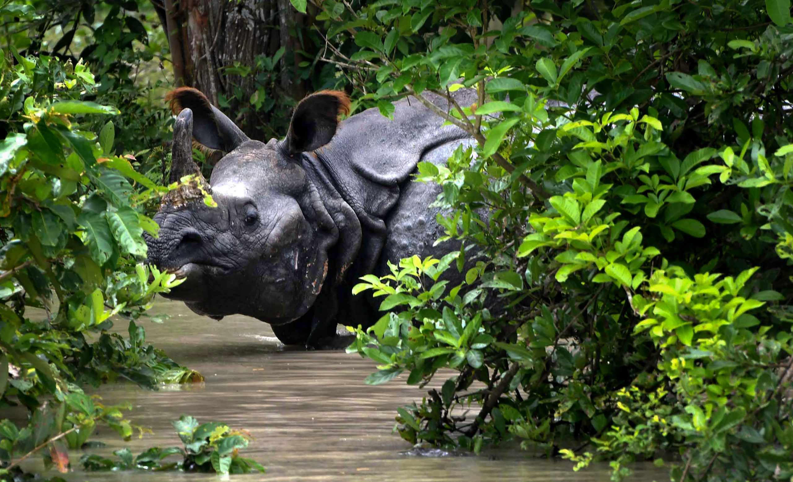 Ig Nobel prize: Studies on airborne rhinos, chewing gum bacteria among winners