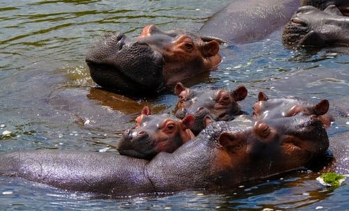 Scientists call for Pablo Escobar’s rapidly breeding hippos to be culled