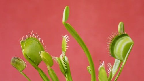 Rise of the ‘robo-plants’, as scientists fuse nature with tech