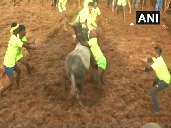 Jallikattu: Everything you need to know about the bull-taming sport