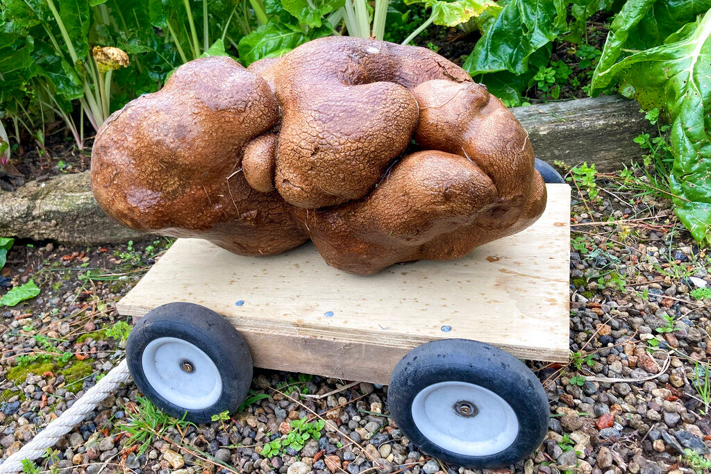 New Zealand couple find world’s largest potato in garden