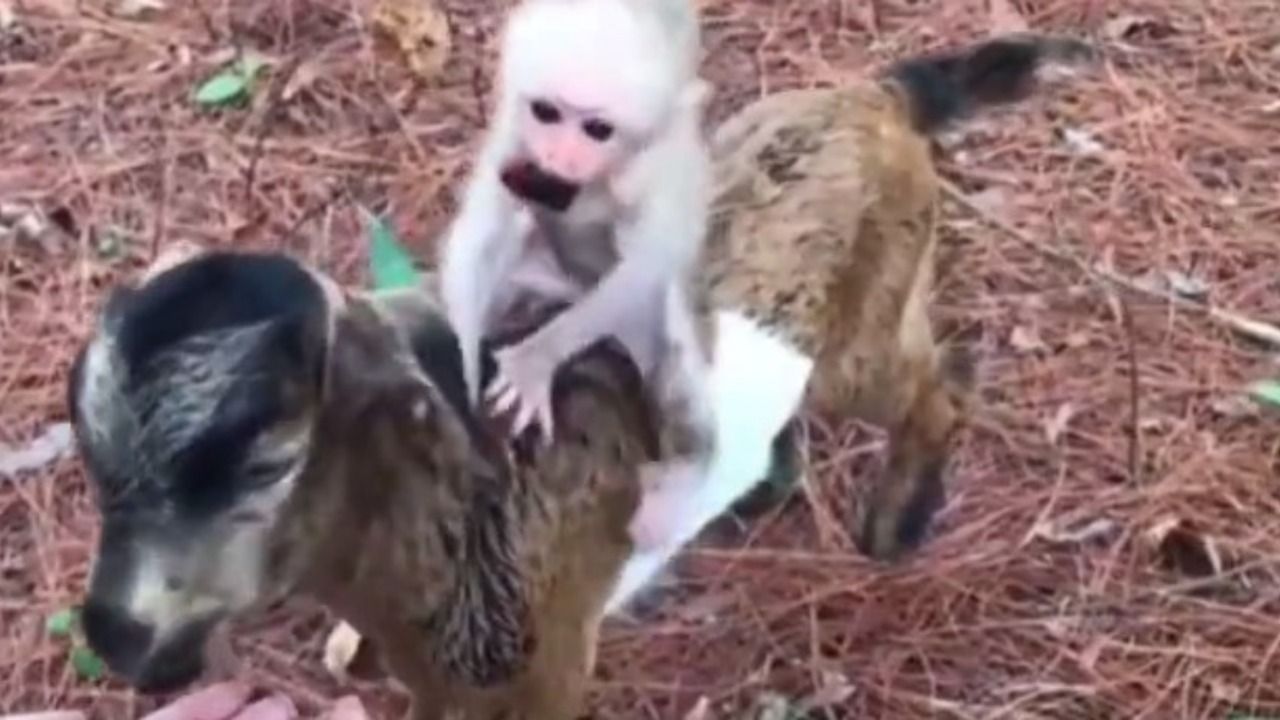 Best friends and berries: Watch this adorable bond of a goat-monkey duo