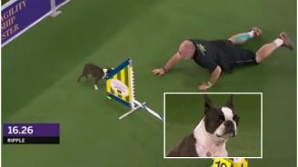 Dog almost crushed by her trainer at Westminster Dog Show | Watch