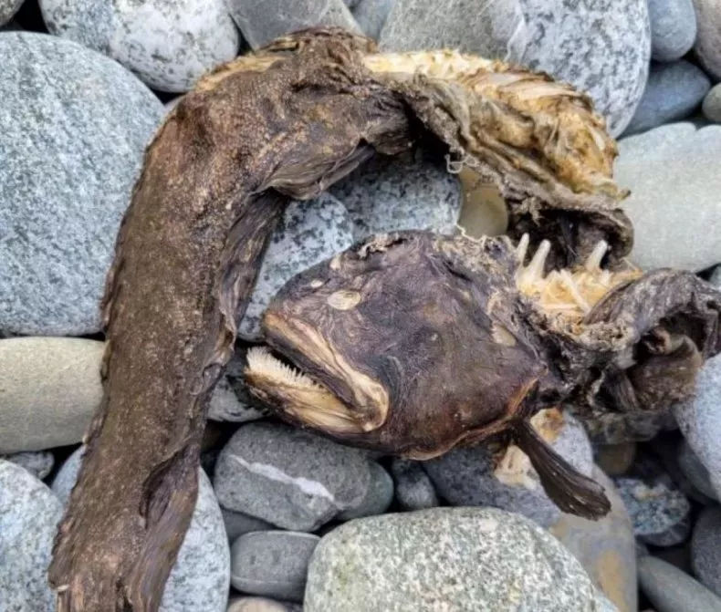 ‘Sharp teeth, shedding skin’: Strange creature found on US beach